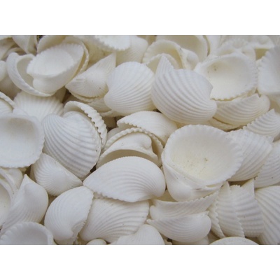 Dijk Natural Collection Mušle Clam rose shell 100 g