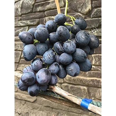 Vinič Polnočná Krása, Midnight Beauty, Міднайт б'юті stolové bezsemenné veľmi žiadané vyšľachtené v USA