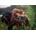 Art Puzzle - Puzzle Повредена кутия The Beautiful Lady Without Mercy - 2 000 piese