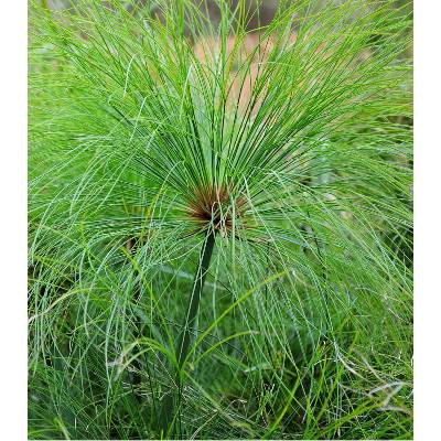 Kytka Papyrus Prodej (Kytky Papyrus, Cyperus papyrus, zelených listů) Kytka Papyrus Prodej