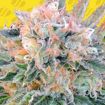 Original Sensible Seeds AUTO Blueberry Ghost OG semena neobsahují THC 5 ks