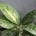 Aglaonema Lemon Mint