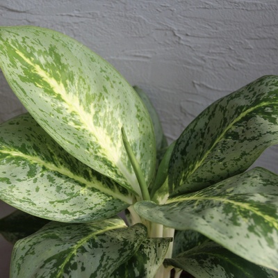 Aglaonema Lemon Mint