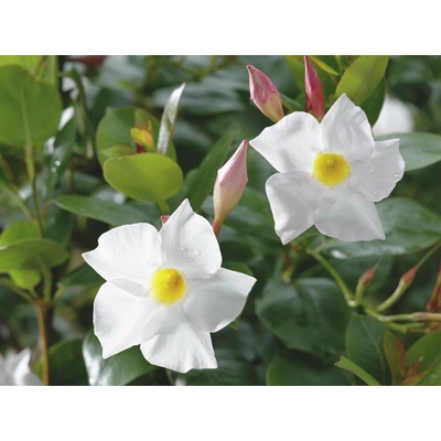 Mandevila Sundaville Cosmos White