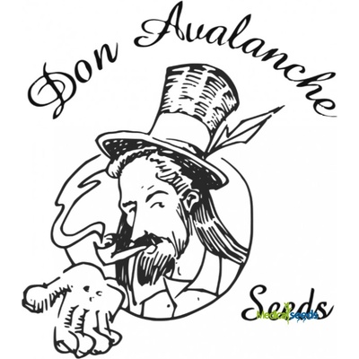 Don Avalanche Seeds Don Lemon Glue semena neobsahují THC 5 ks