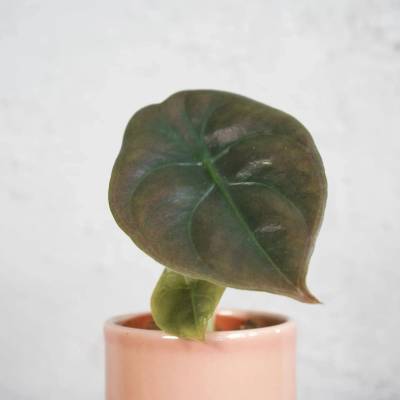 Alocasia Cuprea Red Secret baby