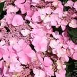 Mariesii Perfecta Хортензия macrophylla