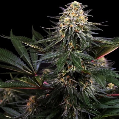Sensi Seeds Research Lockdown Kush semienka neobsahujú THC 1 ks