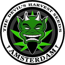 Devil's Harvest Seeds OG Reek'n semena neobsahují THC 10 ks