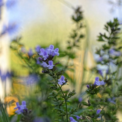 Marulka lékařská - Calamintha nepeta - semena - 300 ks