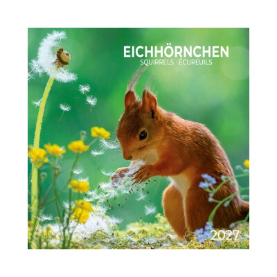 Eichhörnchen / Squirrels 2027