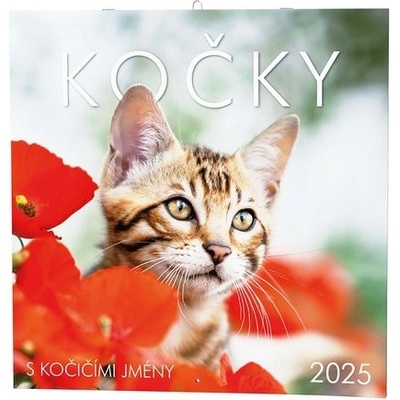 Kočky nástěnný 2025