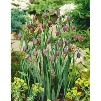 Řebčík 'Uva Vulpis' 10 ks