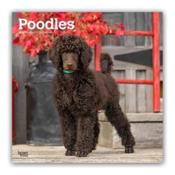 Browntrout Verlags GmbH Poodles - Pudel 2026 - 16-Monatskalender