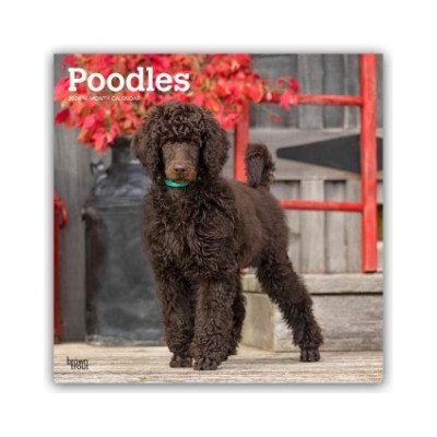 Browntrout Verlags GmbH Poodles - Pudel 2026 - 16-Monatskalender | BrownTrout Publishers Inc