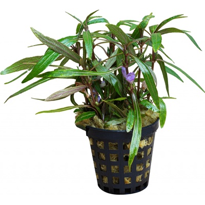 Hygrophila sp. araguaia
