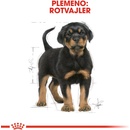 Royal Rottweiler Puppy 12 kg
