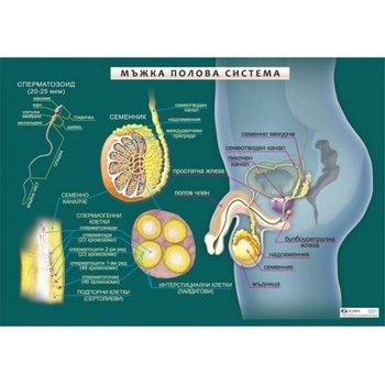 Учител bg Мъжка полова система - мини табло А3