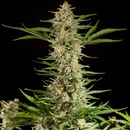 Philosopher Seeds Fraggle Skunk AUTO semena neobsahují THC 25 ks