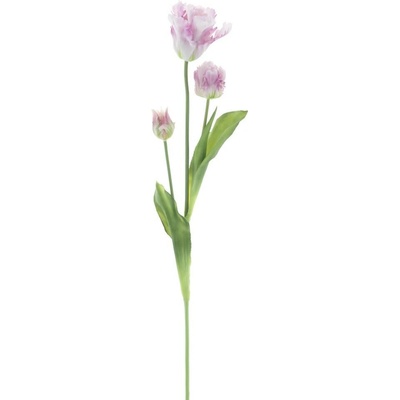Tulipán papouškovitý Sally levandulový 71 cm