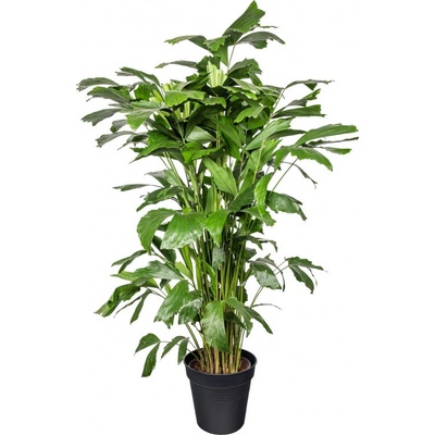 Palicha jemná, Caryota mitis, vysoká 100 - 120 cm, průměr květináče 24 cm
