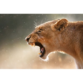 DIMEX ART s. r. o Флизелинов фототапет ревяща лъвица 375 x 250 см