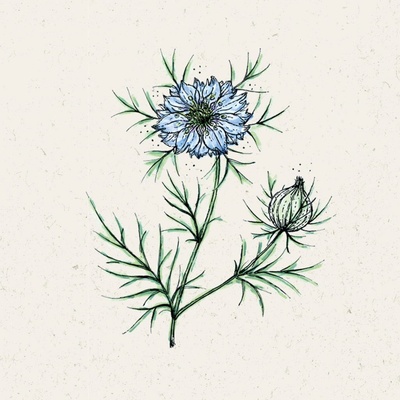 Jora Dahl Černuška damascénska "Miss Jekyll" Nigella damascena 1 bal.