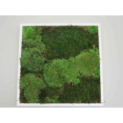 Pomněnka Naturalis Mechový obraz 35x35 cm