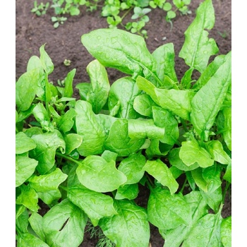 BIO špenát siaty Palco F1 - Spinacia oleracea L. - bio semená špenátu - 70 ks