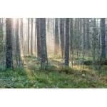 DIMEX ART Флизелинов фототапет мъглива сутрин 375 x 250 см