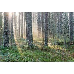 DIMEX ART Флизелинов фототапет мъглива сутрин 375 x 250 см