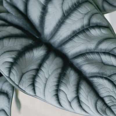 Alocasia Silver Dragon