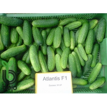 Bejo Корнишони Атлантис F1 / Atlantis (предимно женско цъфтящ)