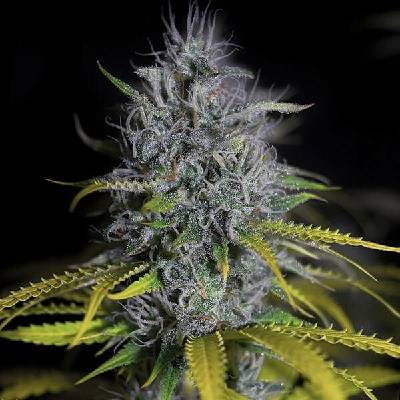 G13 Labs Seeds Blue OG semena neobsahují THC 5 ks