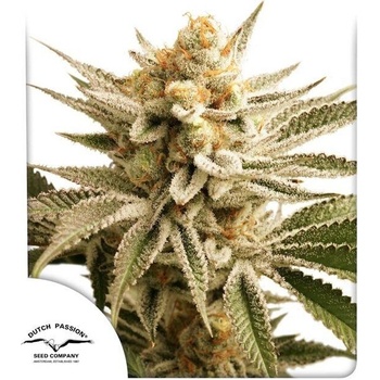 Dutch Passion Lemon Z semena neobsahují THC 3 ks