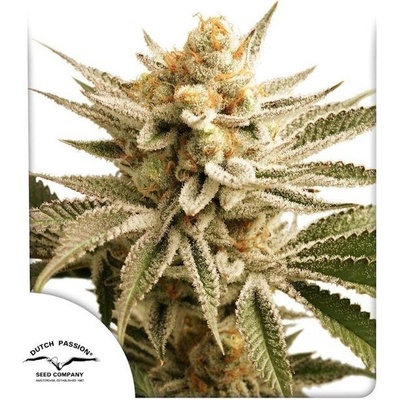 Dutch Passion Lemon Z semena neobsahují THC 3 ks