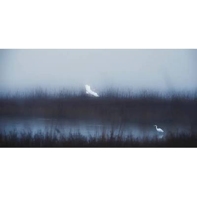 Fotografie - Swapnil: Tiché melodie - reprodukce obrazu