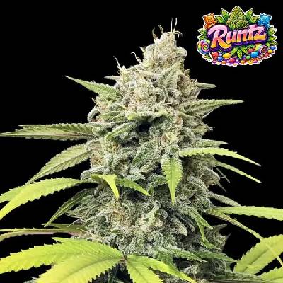 Ganja Farmer Runtz semienka neobsahujú THC 5 ks