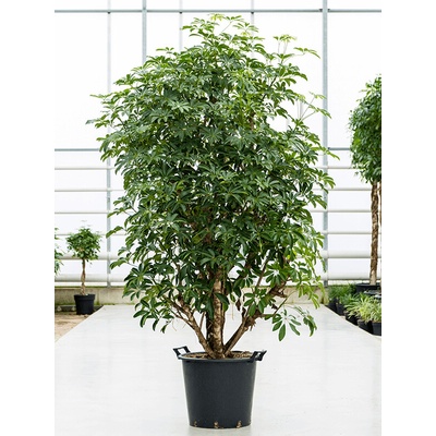 Schefflera arboricola Compacta branched 45x140 cm