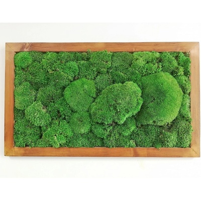 Machový obraz- kopčekový mach 40cm x 80cm