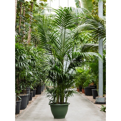 Kentia (Howea) forsteriana tuft extra 9/12pp 50x260 cm