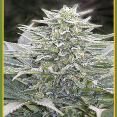 Mandala Seeds Hashberry regular semienka neobsahujú THC 50 ks