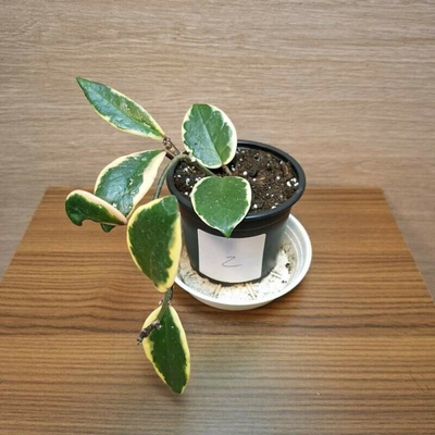 Hoya Carnosa Pink Flamingo "S" č2