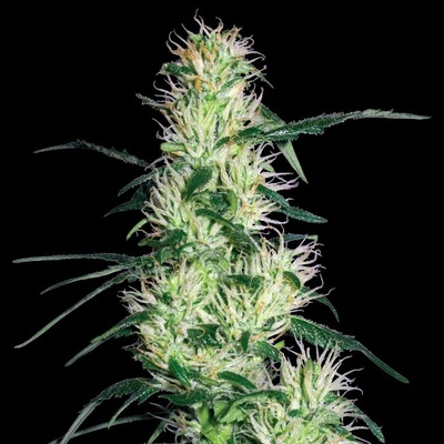 White Label Purple Haze semienka neobsahujú THC 10 ks