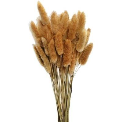 Lagurus svazek 50ks/40-50cm natural