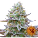 Barney's Farm Gorilla Zkittlez semena neobsahují THC 3 ks