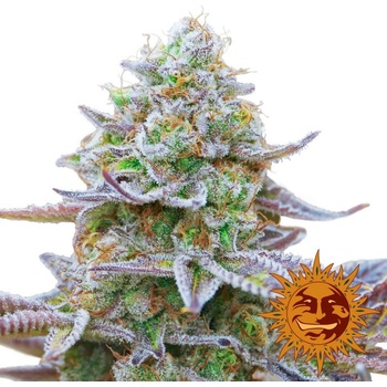 Barney's Farm Gorilla Zkittlez semena neobsahují THC 3 ks