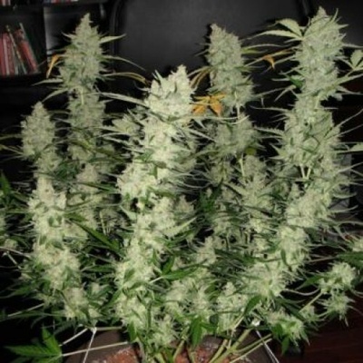 Phoenix Seeds Super Kush AUTO semena neobsahují THC 5 ks