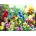 SunsOut - Puzzle Golden Irises - 1 000 piese