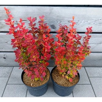 Dráč thunbergov (Berberis thunbergii) ´ORANGE SUNRISE®´ - výška 30-40 cm, kont. C2L